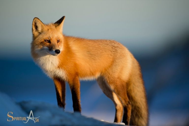 Spiritual Meaning Of A Fox In Dream Wisdom 