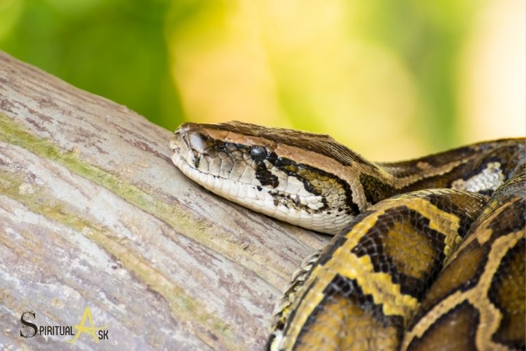 The Spiritual Significance Of Snakes And Reptiles In Dreams