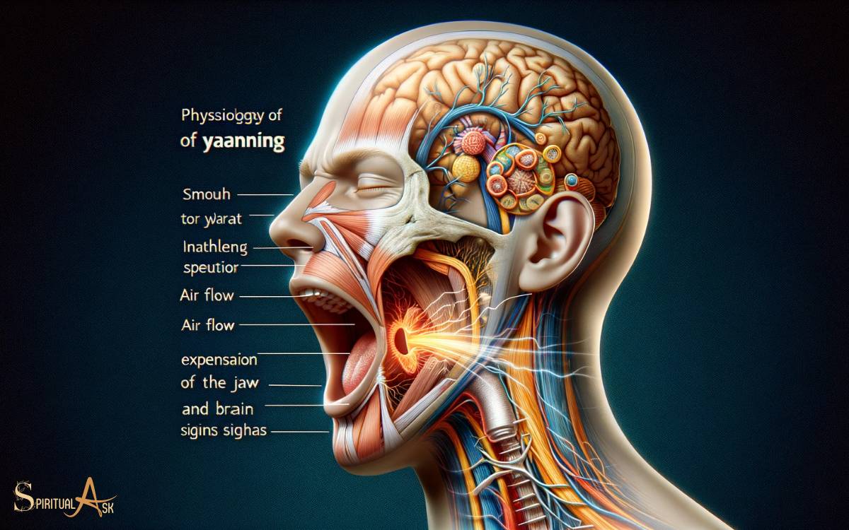 The Physiology of Yawning